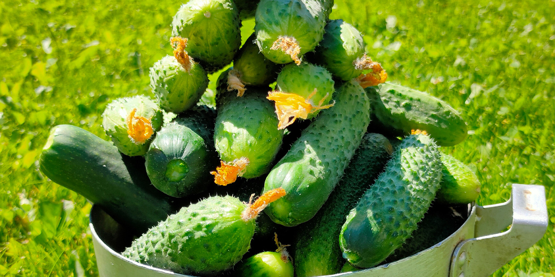 Не загубите огурцы ))))вот что важно знать про огурцы