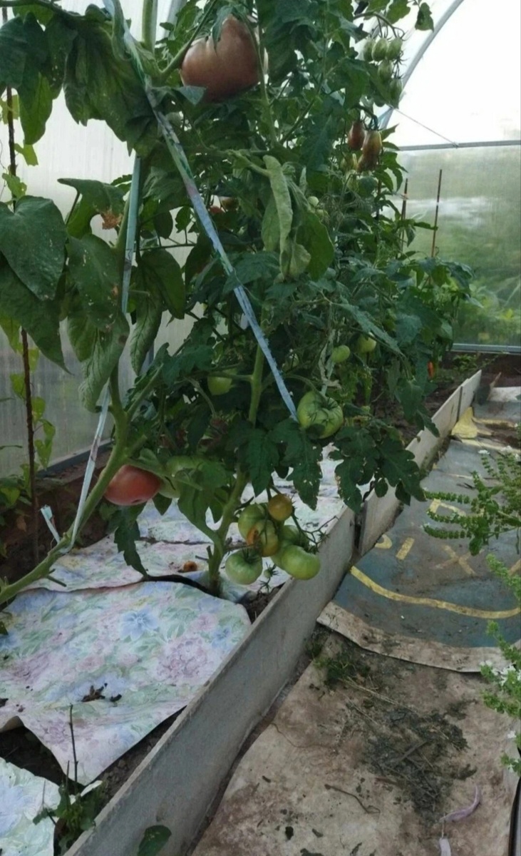 Томатный гном Мулат, август 2022 год. Первый раз посмотрела на гномов в теплице и первый раз сажала томатные гномы в принципе