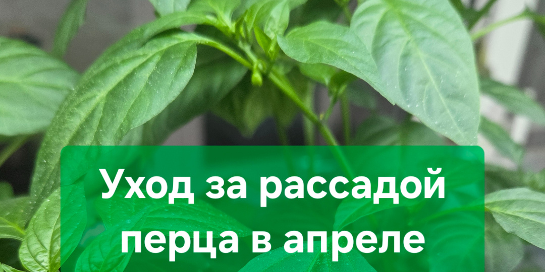 Уход за рассадой перца в апреле: мой чек-лист для крепких кустов и богатого урожая