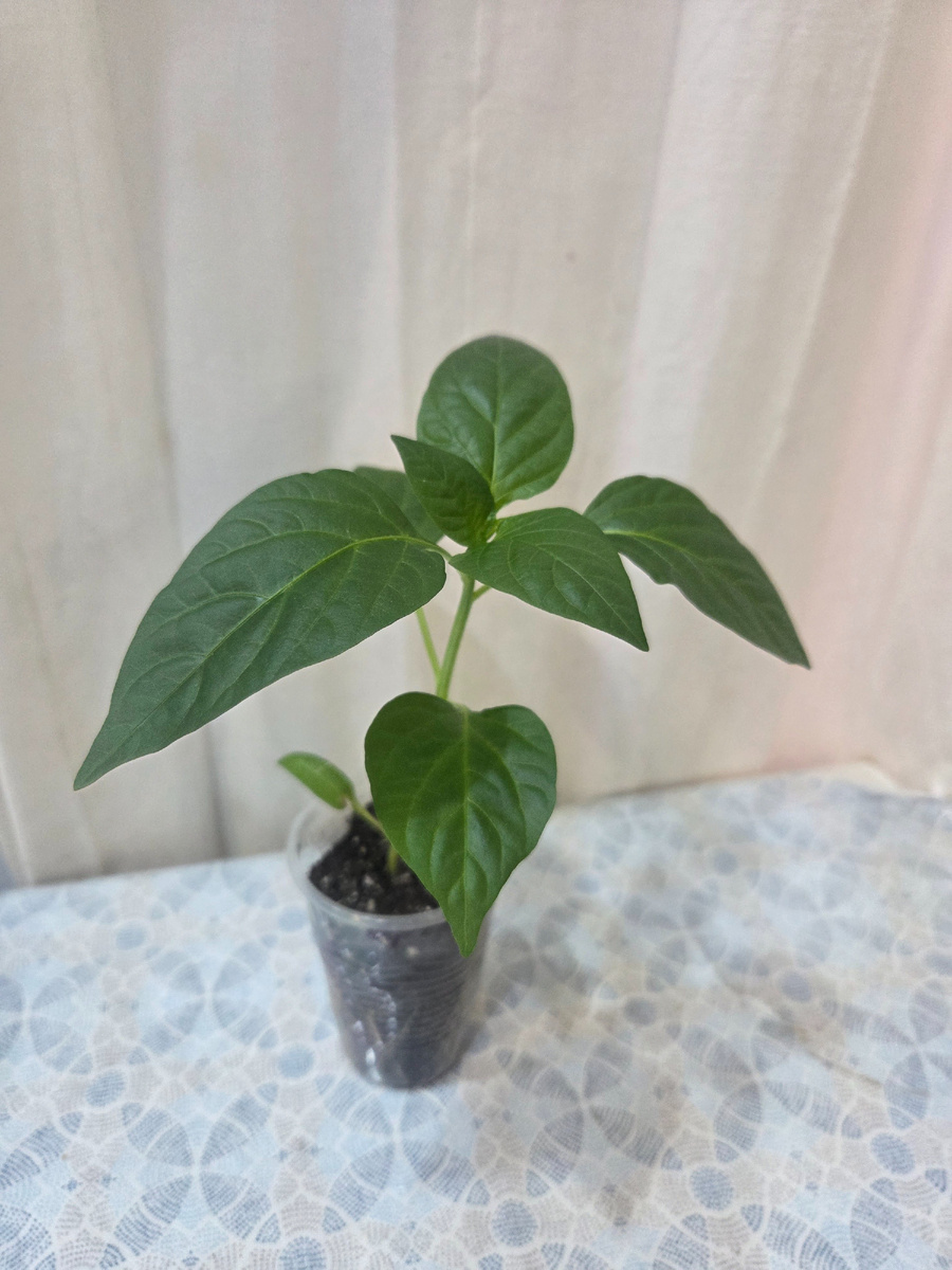 Рассада перца в начале апреля