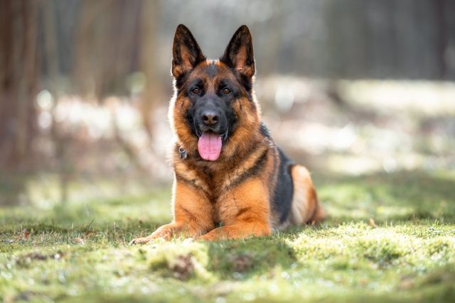 Немецкая овчарка — одна из самых универсальных пород для охраны: она быстро обучается, хорошо контролируется в работе и подходит не только для защиты, но и для жизни рядом с семьёй.  📷
