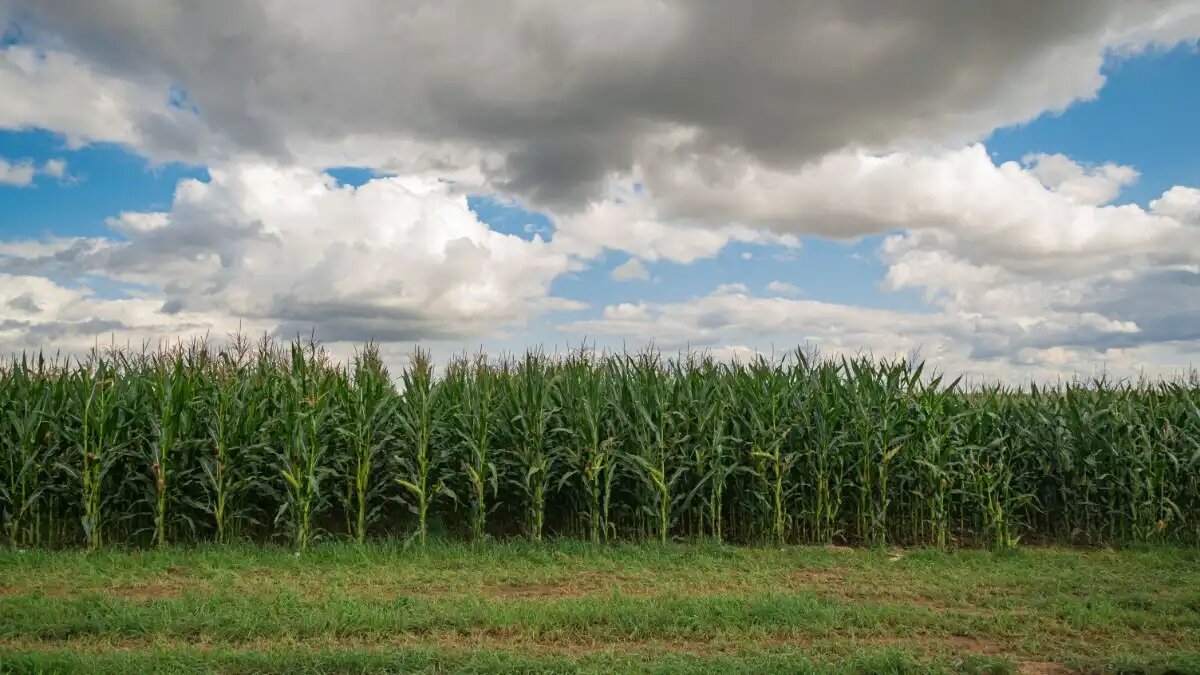 Фото: «Лимагрен»
Кукурузное поле