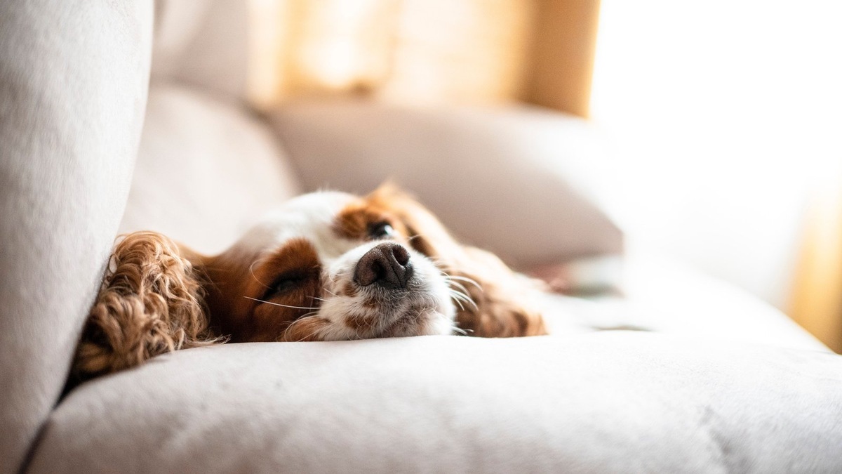    Спокойная обстановка и грамотный уход — основа быстрой реабилитации