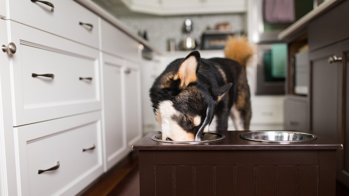    Сбалансированное питание и доступ к воде поддерживают силы организма