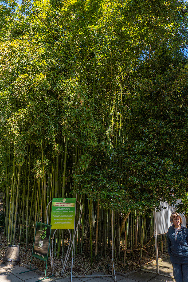 Бамбуковая роща