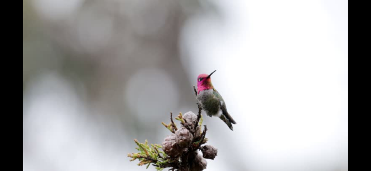 Скрин фото из открытого источника