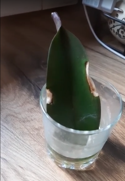 Обложка статьи, которая иллюстрирует, что если орхидея хочет жить, то будет обязательно. К сожалению не знаю зацвела или нет, не моя