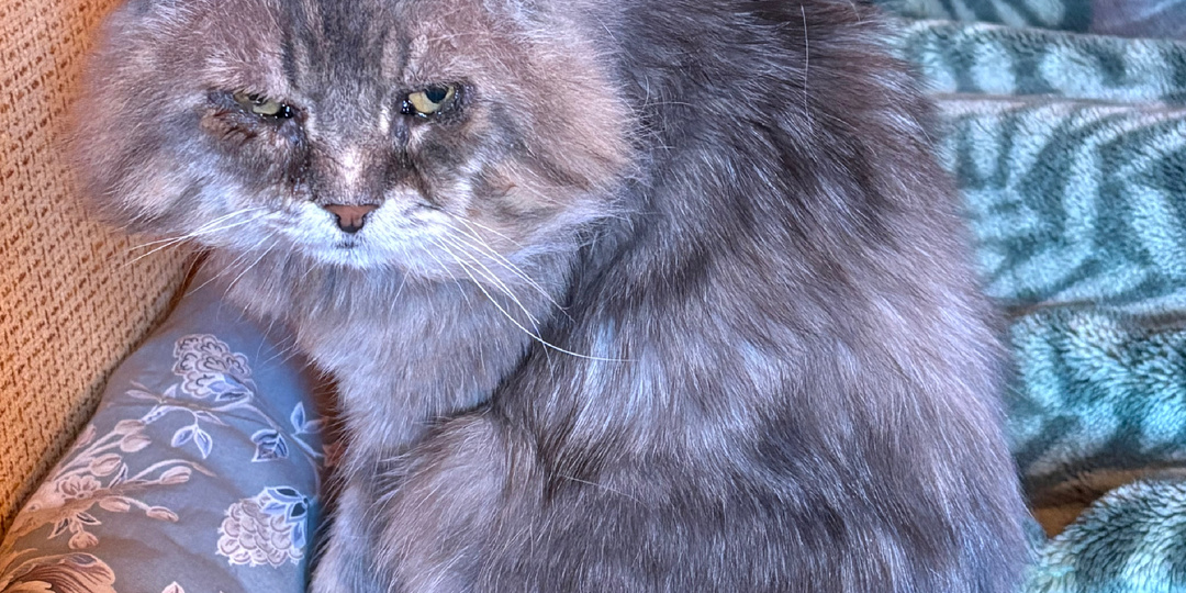 Вредный Филя и голодный Дымок