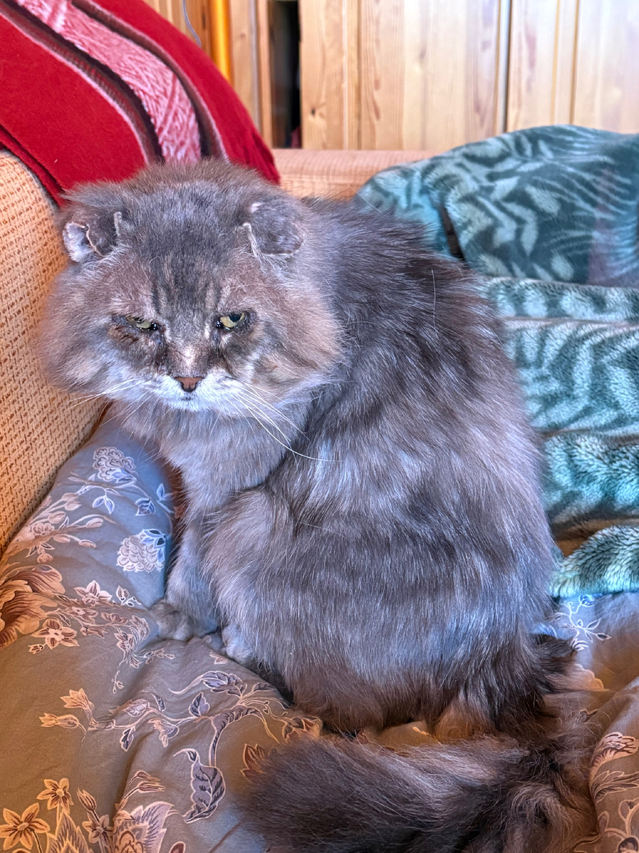 Хозяйка, ну-ка быстро иди суп вари, а не отдавай мясо непонятно кому!