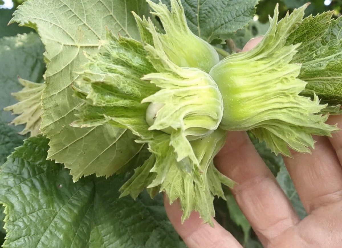 Фундук «Ломбардский» — круглый, крупный, элитный | Маленькие Сады