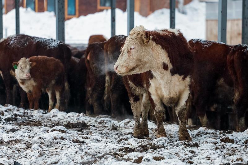 О массовых нарушениях прав граждан при изъятии сельскохозяйственных животных в Новосибирской области