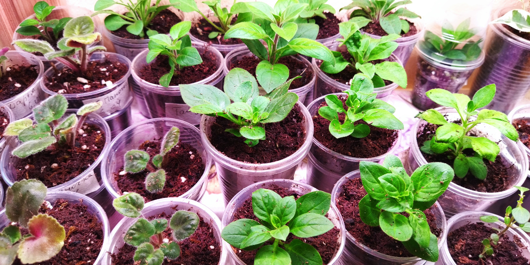 Рассада снова дома, а петунии и пеларгонии отправила в парник.