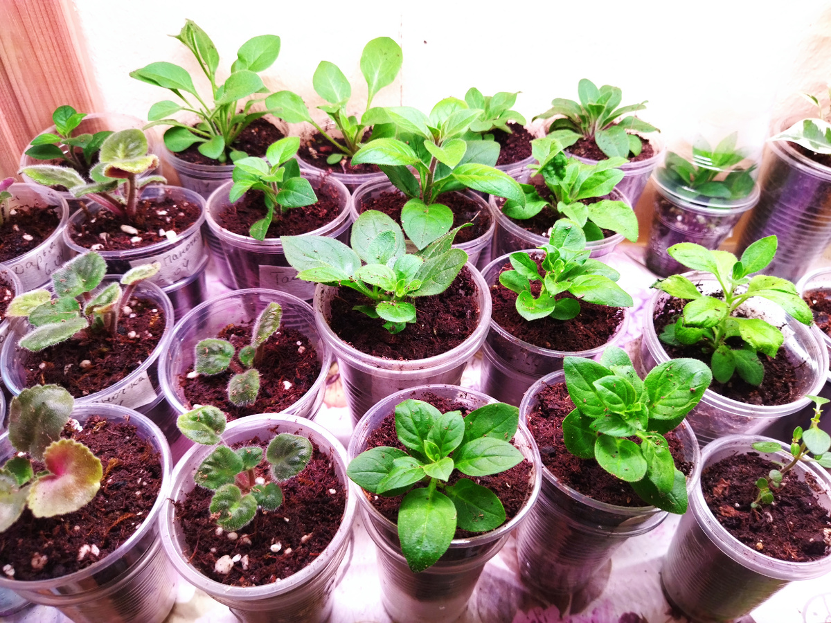 Недавно посаженные черенки петунии и детки фиалок