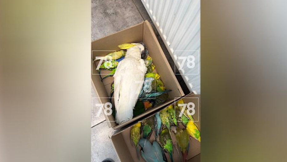    Автор фото: 78.ru