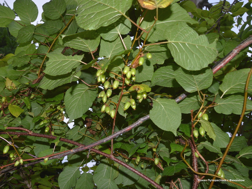 Актинидия ещё не созрела