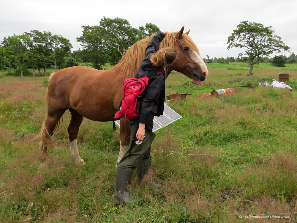 Вольный конь Барон