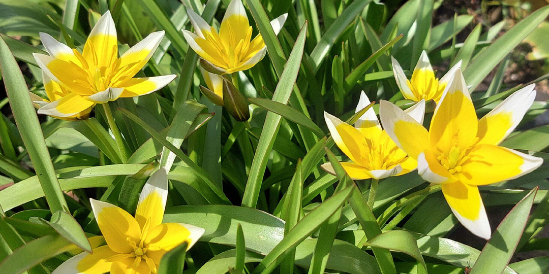 Вести из моего сада.