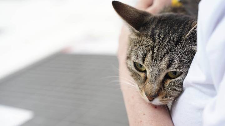 Брошенный в аэропорту Домодедово кот Барсик нашел новый дом