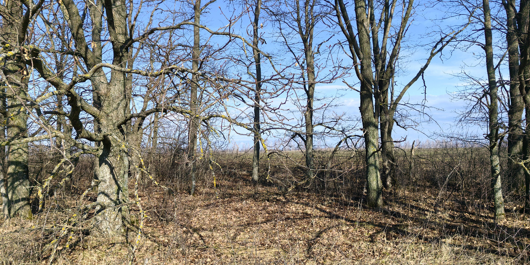 Пробочный азарт в лесопосадках. Что мне удалось найти на этот раз