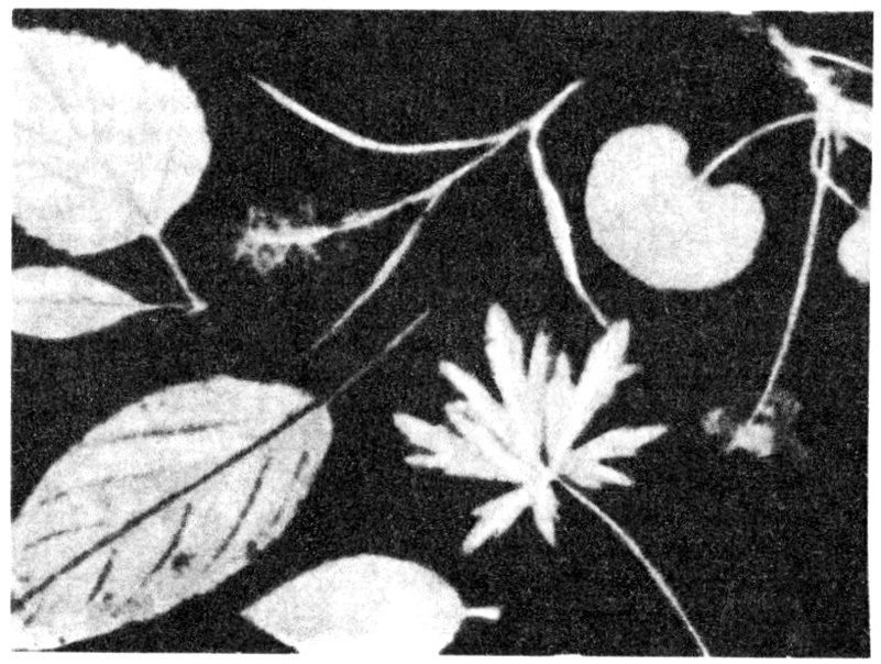 Ю. Ф. Фрицше 1839г. 