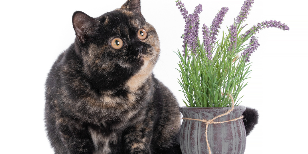 Дача и кошка: как не превратить летний отдых в трагедию