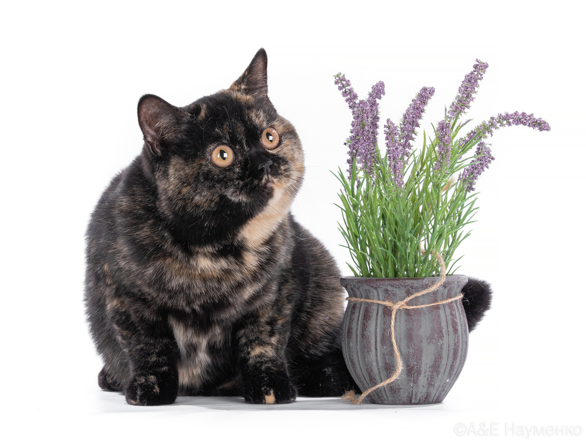 Кошка британской породы, питомник Graceville