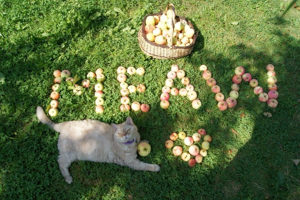 Селкирк-рекс из питомника Allada Cats и яблоки