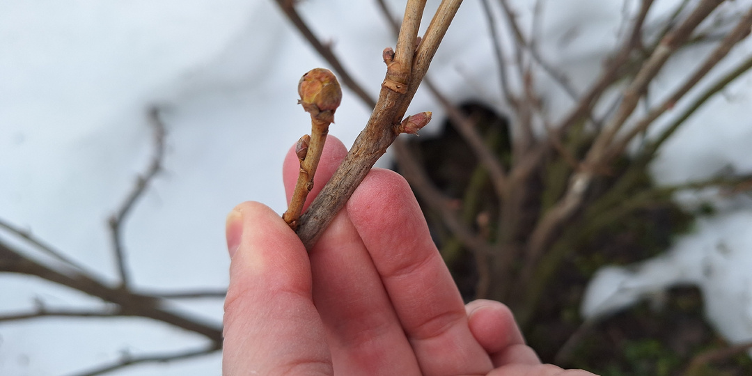 Почковый клещ на смородине: как я заметила его через 3 дня после обработки медью и что делать