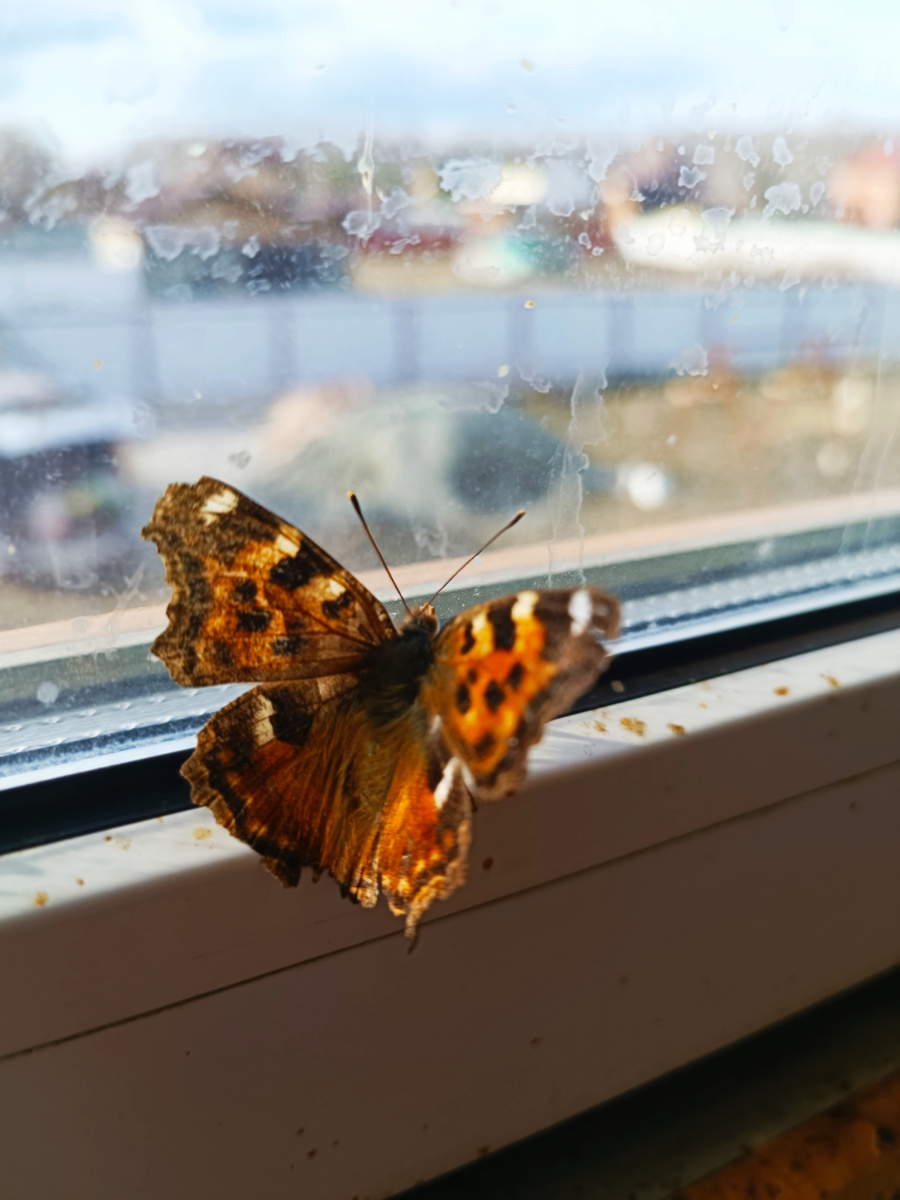 Бабочка просыпается после зимы