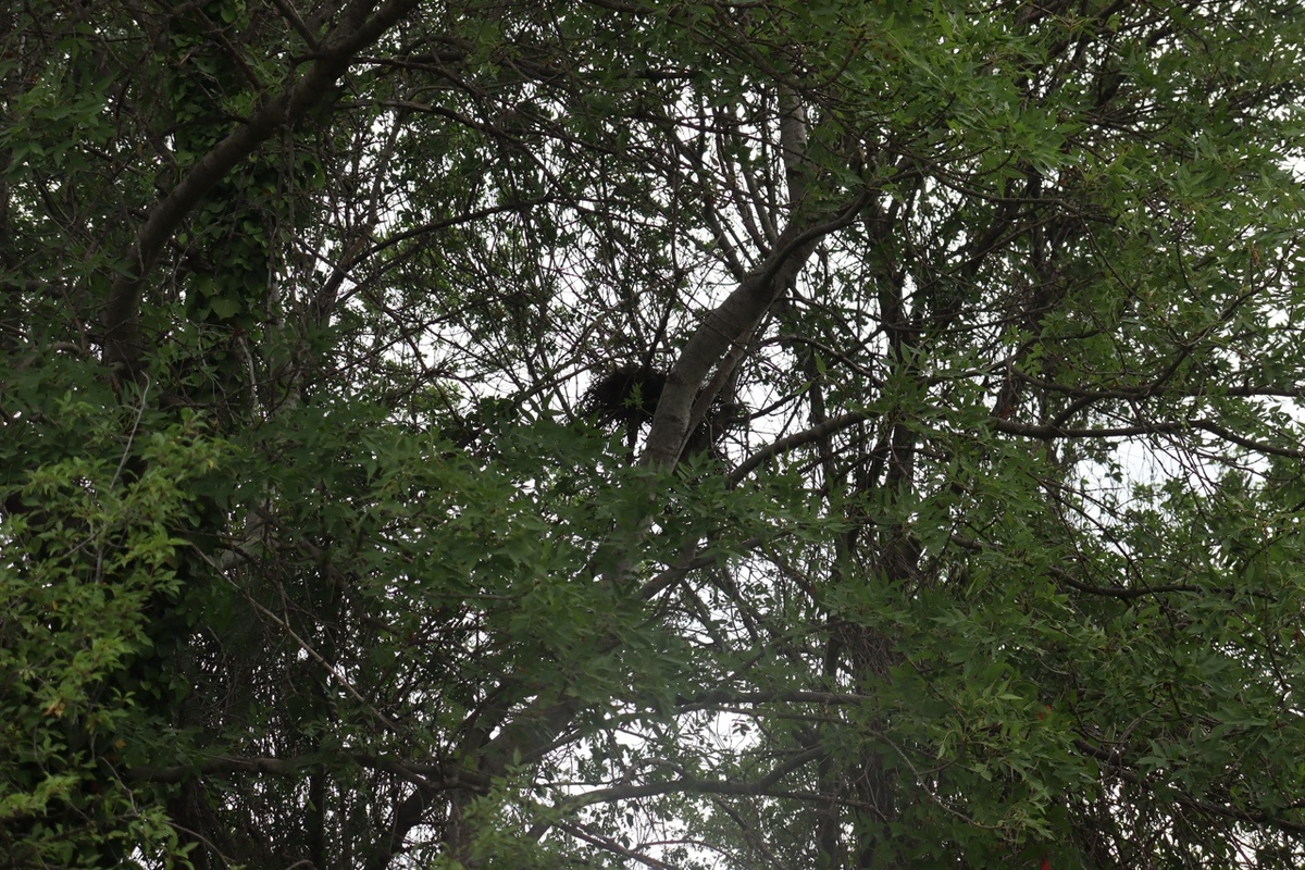 Ориби Камм Пирр - В гнезде теплей (хокку) © Copyright: Ориби Камм Пирр