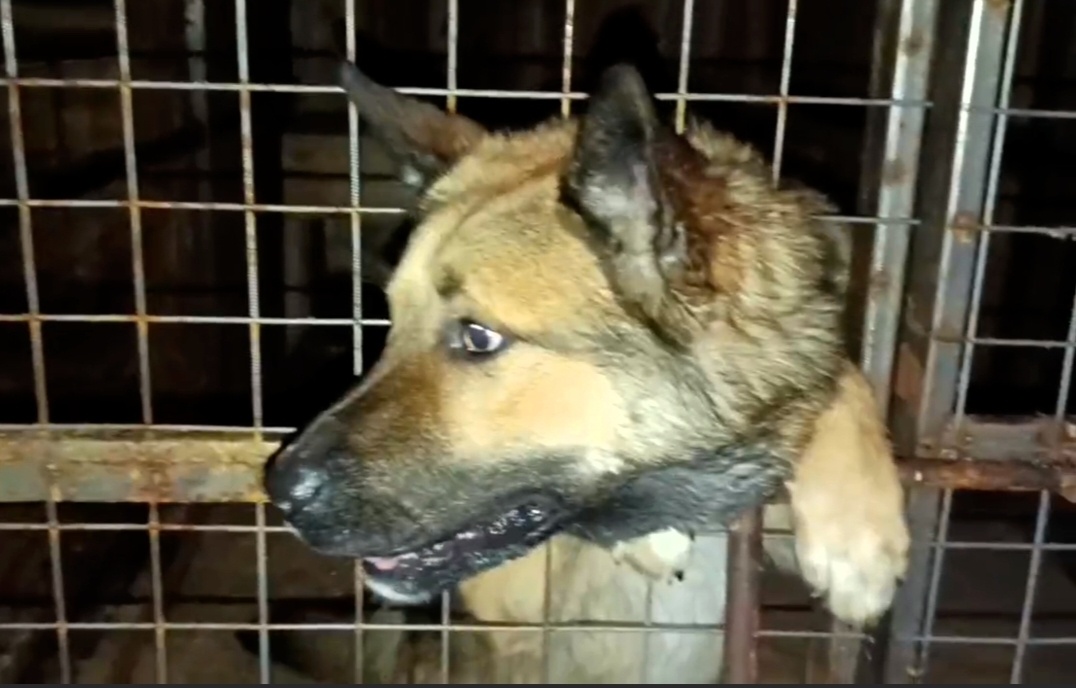 А он в первое время всё пытался сбежать из вольера туда, где видел в последний раз хозяина 