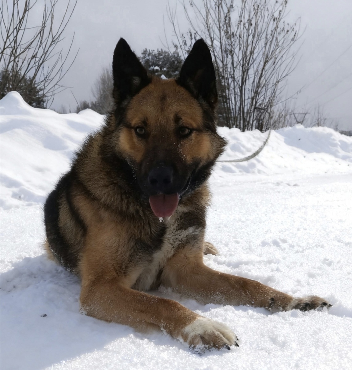 Красивый пёс 