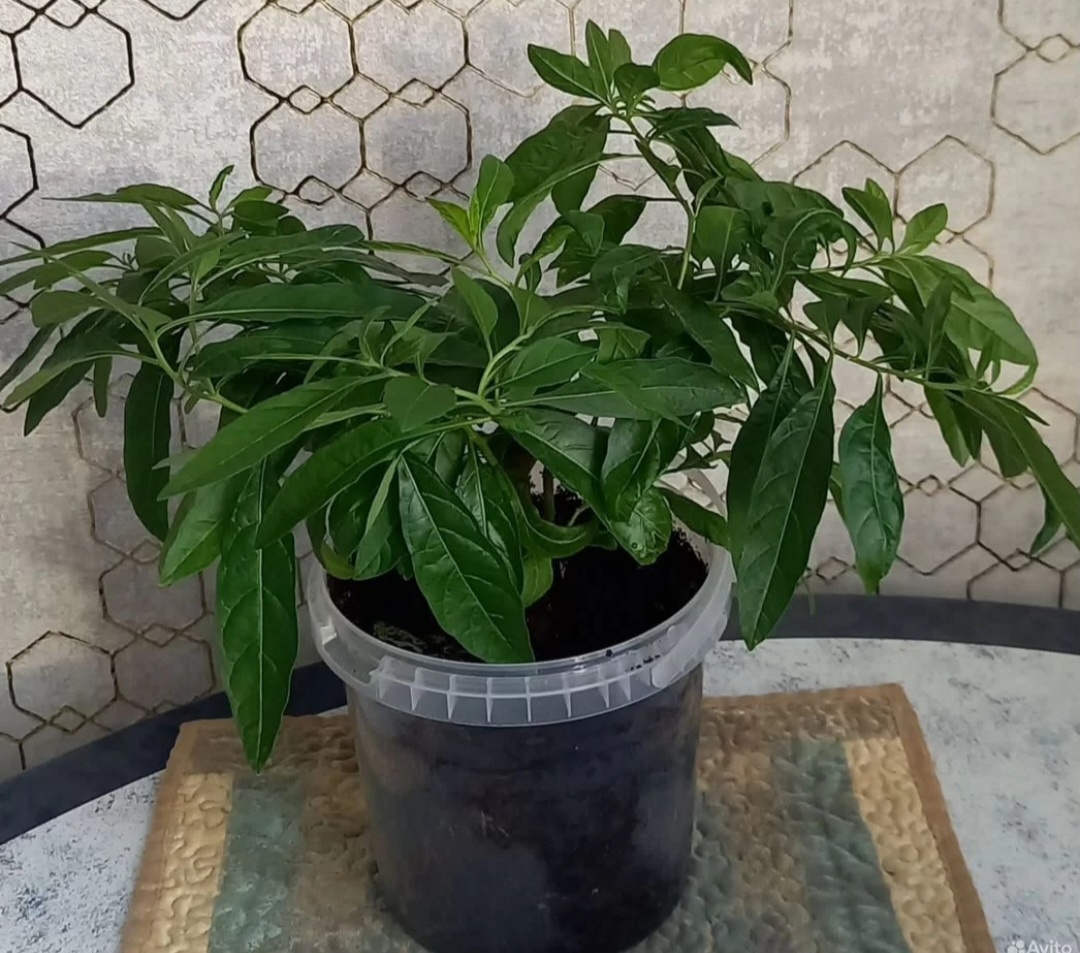 Фото автора. 350 руб.