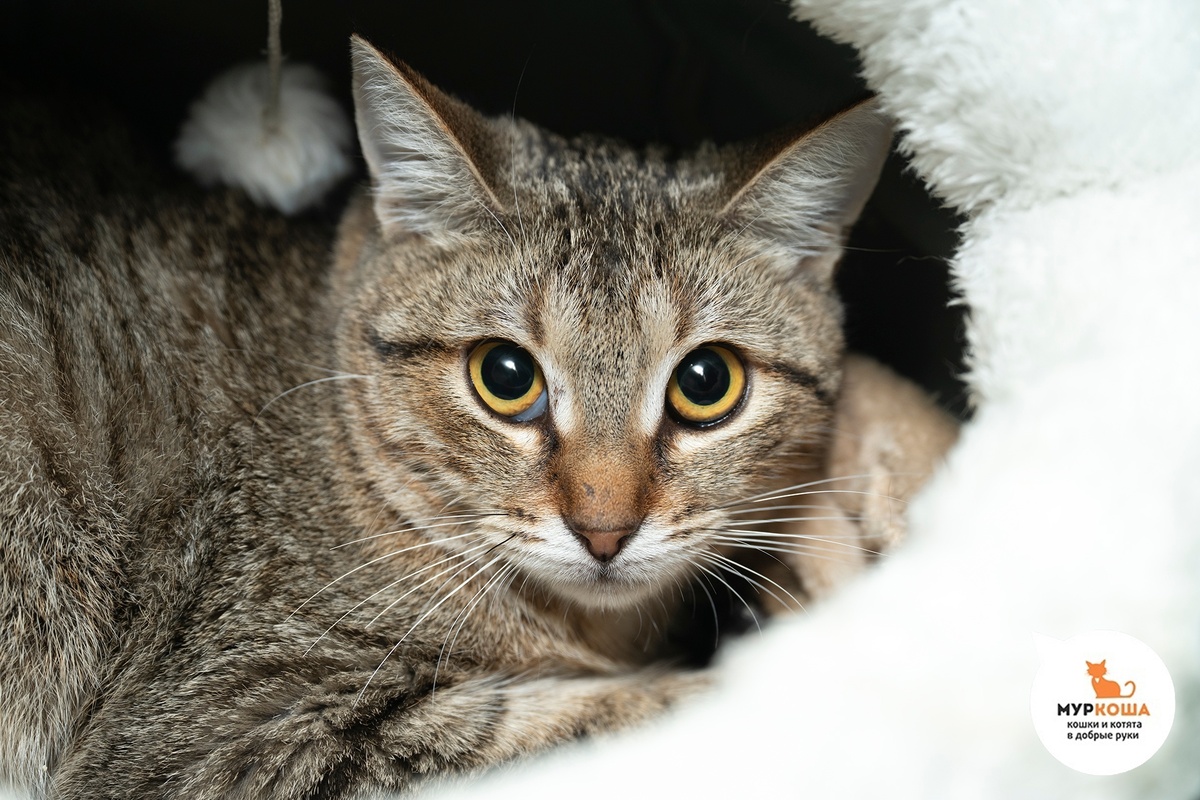 Кошечку Просекко нашли на улице.