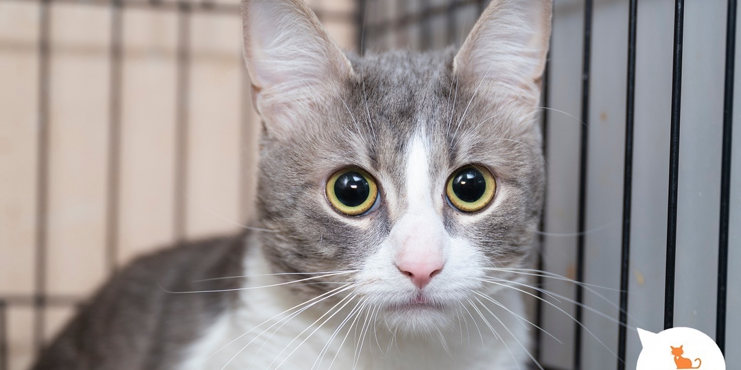 Самый лучший доктор