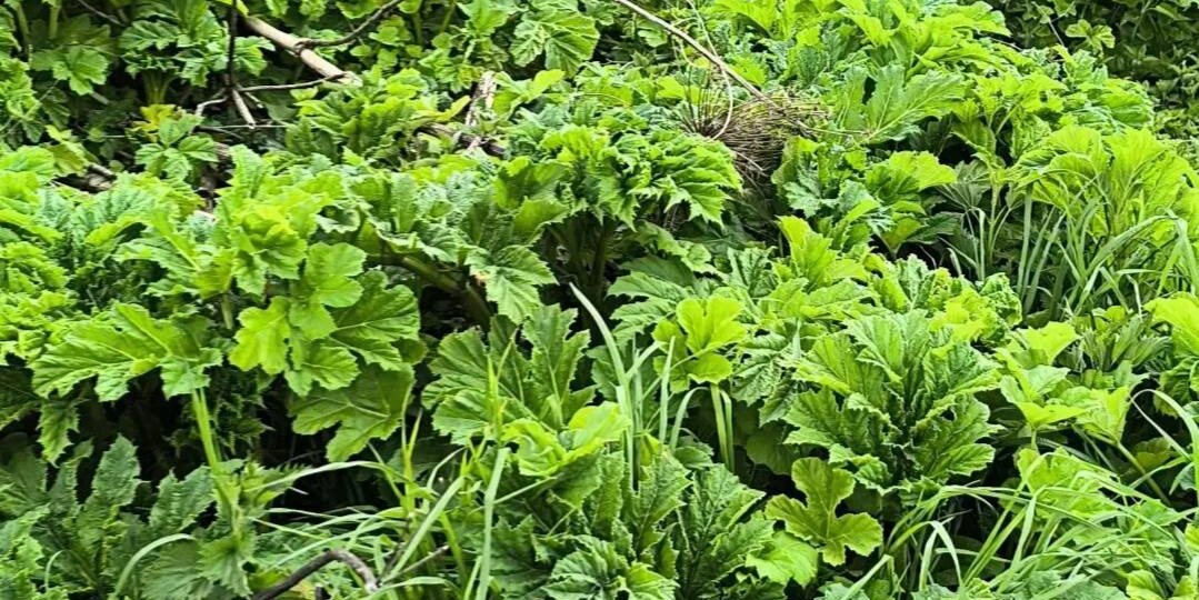 😱 Борщевик Сосновского: как «полезное растение» стало опасным захватчиком России