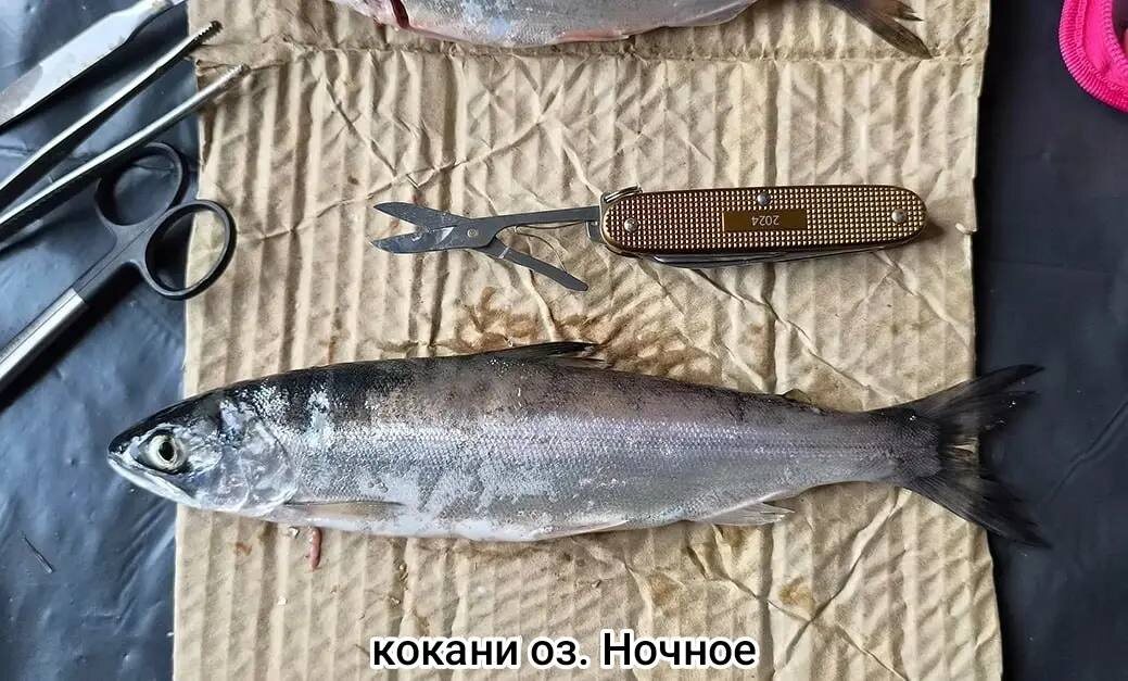 Фото: КамГУ им. В. Беринга