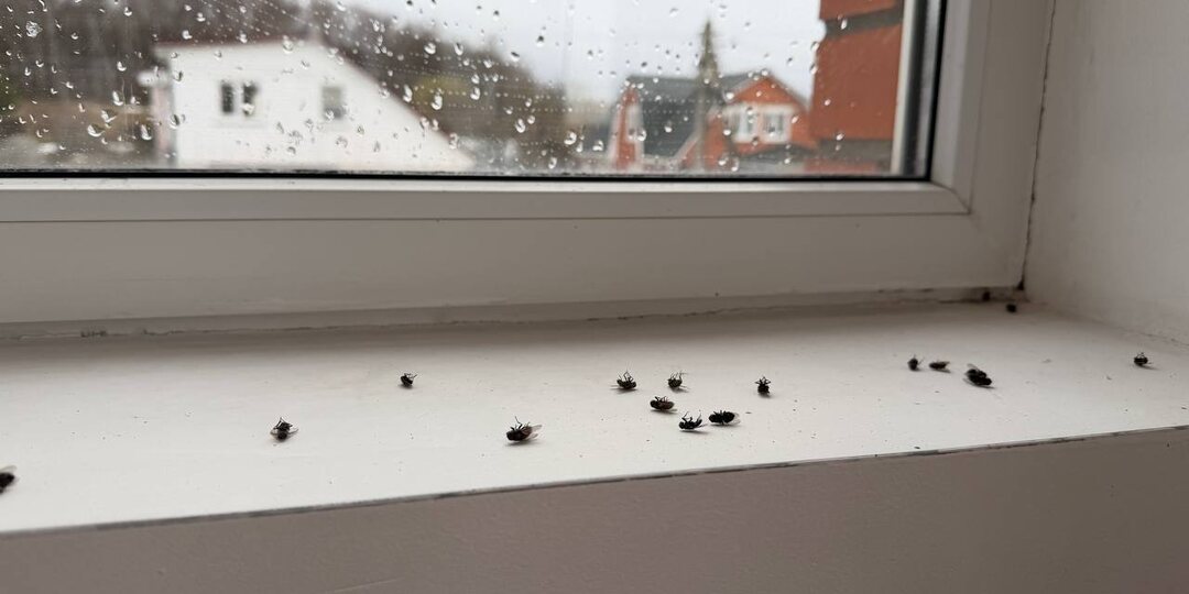 Почему в пустом доме находят десятки мёртвых мух: загадка, у которой есть объяснение