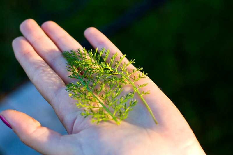 Живая трава