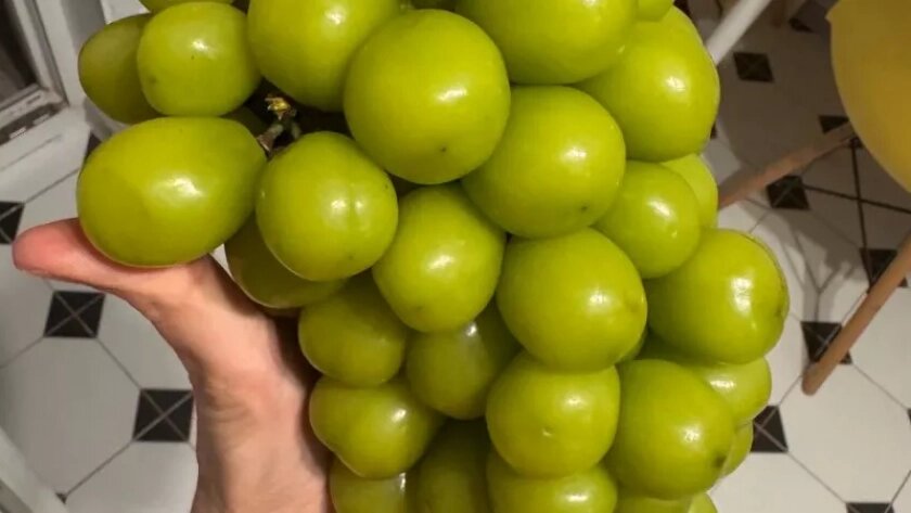    Фото progorod43.ru