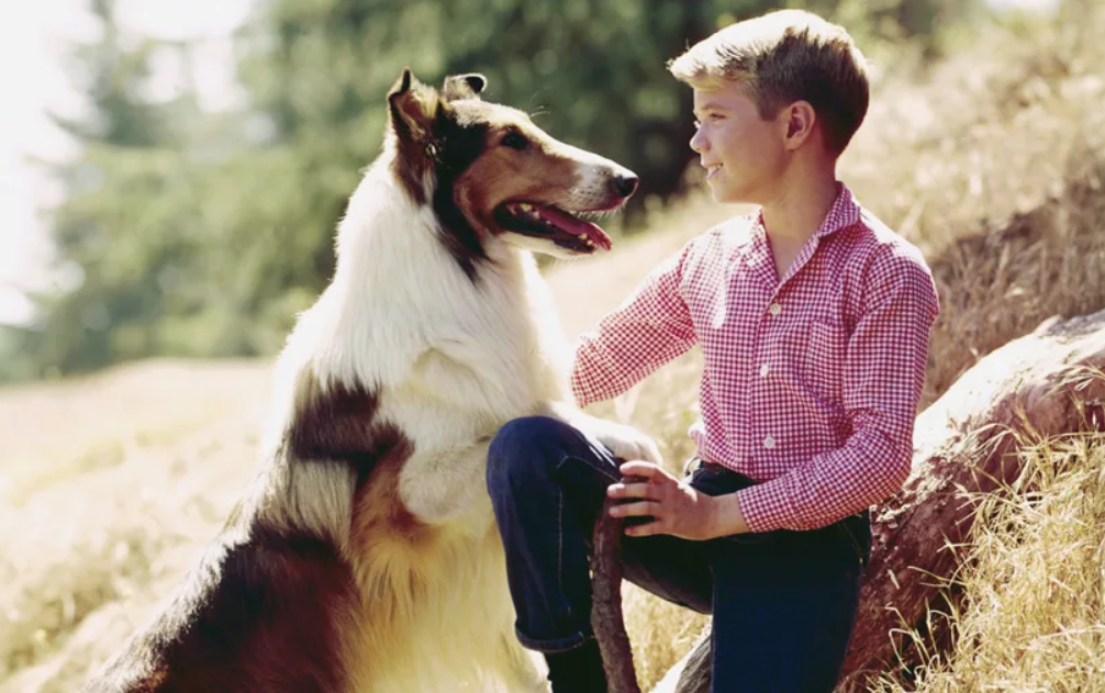 Колли по имени Лэсси