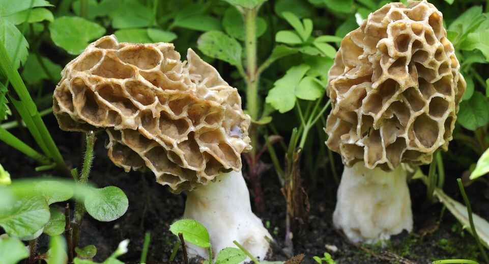    Helmut Meyer zur Capellen/imageBROKER.com / www.globallookpress.com