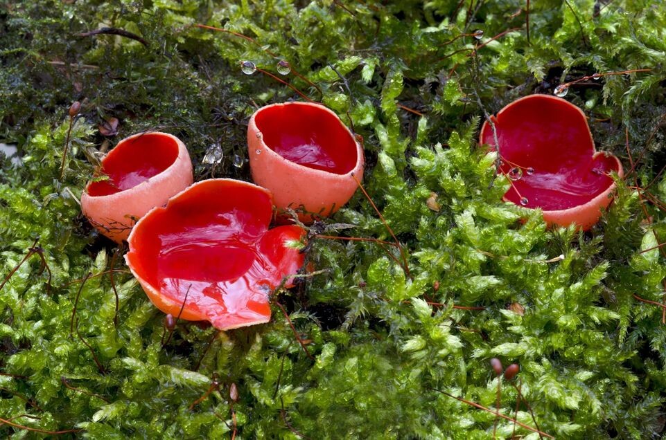    Adelheid Nothegger/imageBROKER.com / www.globallookpress.com