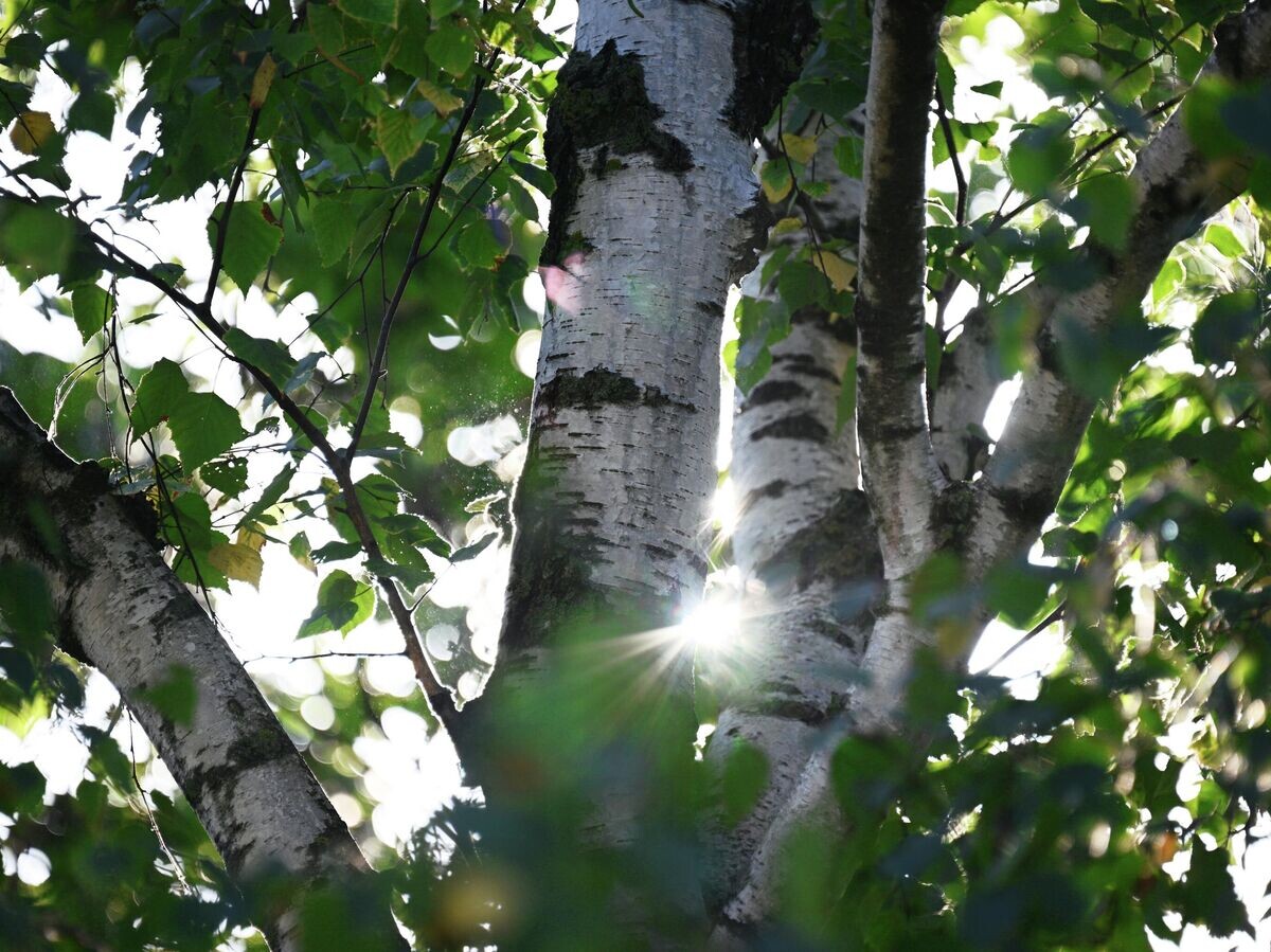    Береза | © РИА Новости / Рамиль Ситдиков