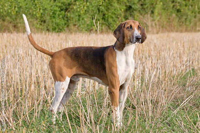 Французские гончие