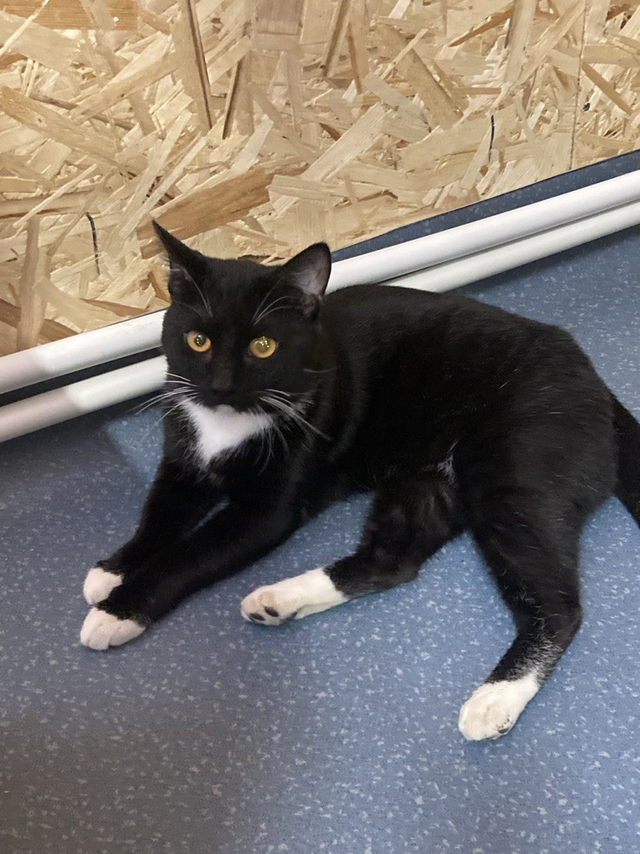 Добрый молодец Гоша