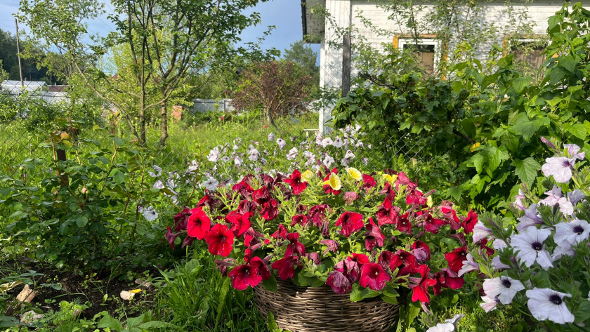    Фото progorod43.ru