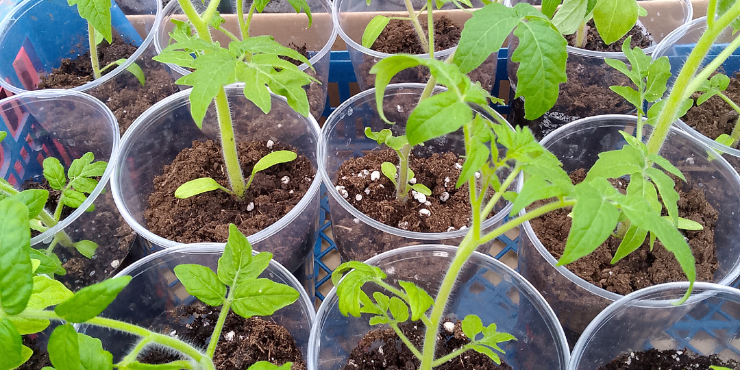Закаливание рассады: готовлю томаты к высадке в открытый грунт