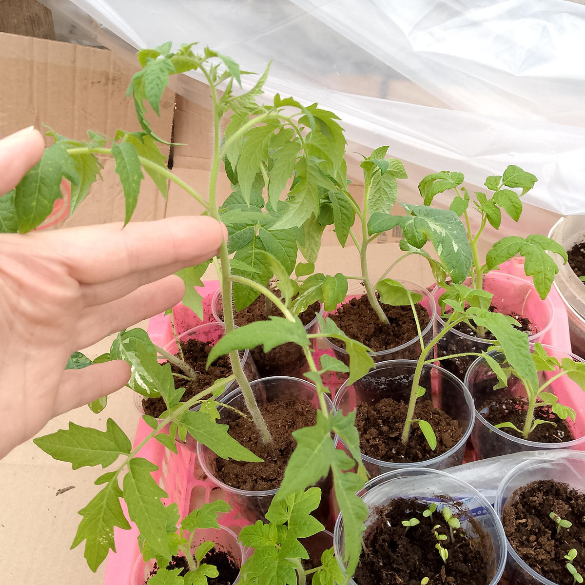 Это конечно высокорослый томат, но куда так тянуться