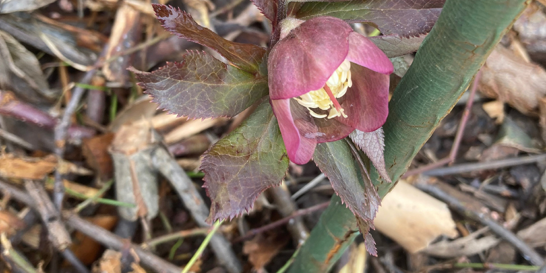 Природа встала на паузу